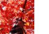 Фото Саженцы дуба красного, черешчатого, сосны черной.