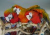 Фото Гибриды попугаев ара - птенцы выкормыши из питомника