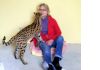 Фото Продам котят сервала. Возраст от 1.5 месяцев и старше. 