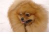 Фото Пропала собака, немецкий шпиц рыжего цвета