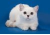 Профессиональный питомник Британской короткошерстной породы кошек Milagroblanco предлагает