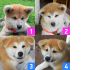 8 щенков японской акита-ину от импортированного чемпиона кобеля 