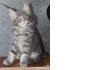 Фото Oтличные котята породы мейн-кун