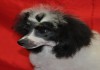 Фото Пуделя щенок той бело-черный арлекин (шьен партиколор а пуаль фризе)