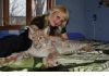 Фото Камышовый       кот,      Сервал, Рысь продам котят
