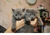 Фото Британские           голубые           котята
