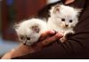 Красивых котят Невской маскарадной маленькие пушистики