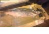 Фото Икра свежая малосол морского ежа,нерки,осетра,стерляди,омары,лобстеры,чавыча со склада в Балашихе.