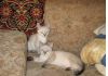Фото Голубоглазые котята Невской маскарадной породы