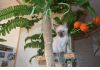 Фото Тайские котятки ищут новую семью маму и папу