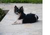 Фото Пропала собачка породы Чихуахуа черно-белая