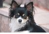 Фото Пропала собачка породы Чихуахуа черно-белая