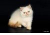 Фото Экзотические короткошерстные, плюшевые котята