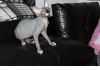 Фото Продаю котенка канадского сфинкса, возраст 3,5 м.