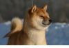 Фото В питомнике Юкаси ощенилась Макита, рыжая, красивая собака