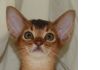 Фото Абиссинские котята для дома и разведения