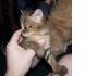 Фото Камышовый кот, Рысь, Сервал, Каракал продам pучных