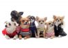 Фото Брендовая одежда для маленьких собак