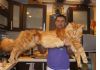 Фото Мейнкун самая крупная домашняя кошка, есть котята.