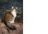 Фото Мейнкун самая крупная домашняя кошка, есть котята.