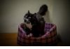 Фото В дар! Очень нужен поскорее дом чудесной кошке Ливи!