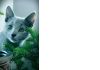 Фото Русские Голубые    котята          из питомника BEST BEAST