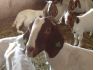 Фото Купить Бурских коз можно у нас. Продам Бурских коз