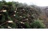 Фото Новогодние    живые     сосны    и елки     (ели) оптом