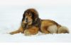 Тибетский мастиф -лучшая сторожевая собака  вашего дома.