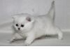 Фото Британские        котята       из   питомника Steppe Stars.