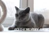 Фото Британские котята из питомника Silvery Snow г.Москва