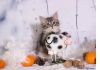 Фото Сибирские                 котята продаются.