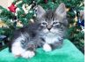 Фото Породистые сибирские котята с шикарной родословной