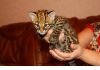 Продам котенка оцелота (лат. Leopardus pardalis)