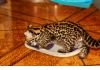 Фото Продам котенка оцелота (лат. Leopardus pardalis)