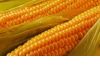 Фото Гибриды кукурузы подсолнечника посевной материал.