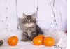 Фото Сибирские   котята                продаются.