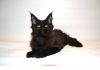 Фото Черная кошечка мейн кун, 3 месяца