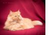 Фото Молодой персидский кот Мишель, рыжее солнце в дар!