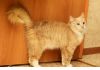 Ищет хозяев ласковый рыжий кот Джинджер со сложной судьбой и чудесным характером!