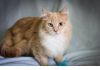 Фото Ищет хозяев ласковый рыжий кот Джинджер со сложной судьбой и чудесным характером!