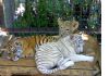 Фото Купить леопарда,пантеру, тигра, пуму, льва, ягуара можно у нас