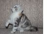 Фото Шотландские вислоухие, британские и манчкин котята