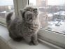 Фото Голубой британский котенок
