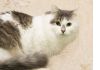 Фото Роскошный пушистый кот Лёвушка в добрые руки!