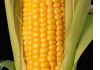 Фото Семена кукурузы гибрид.