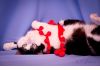 Фото Уютная домашняя черно-белая кошечка Соня в дар!