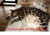 Шикарные бенгальские котята с подарками