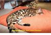 Фото Шикарные бенгальские котята с подарками