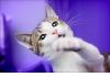 Фото Ласкательно-целовальный котенок Вилли в дар! 